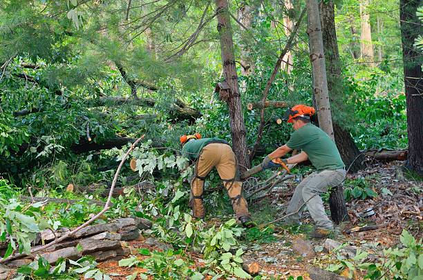 Professional Tree Service in Rising Sun Lebanon, DE